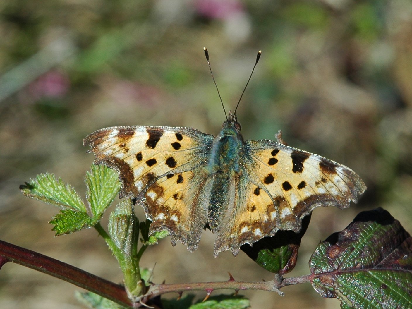 Nymphalis : Polygonia c-album